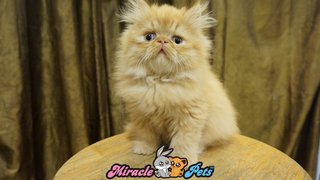 Pure Highnose Flat Face Persian Cat - Persian Cat