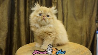 Pure Highnose Flat Face Persian Cat - Persian Cat