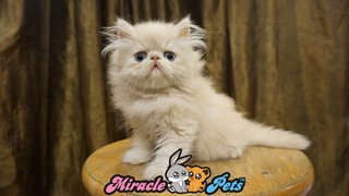 Pure Highnose Flat Face Persian  - Persian Cat