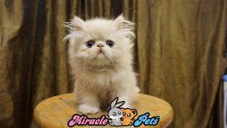 Pure Highnose Flat Face Persian  - Persian Cat