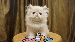 Pure Highnose Flat Face Persian  - Persian Cat