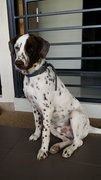 Ricky - Dalmatian Mix Dog