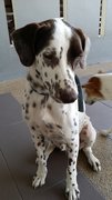 Ricky - Dalmatian Mix Dog