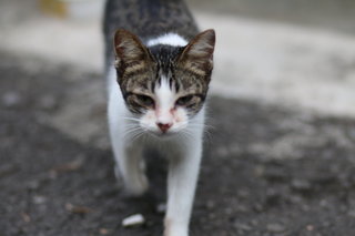 Mocha - Domestic Short Hair Cat