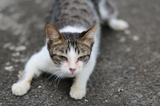 Mocha - Domestic Short Hair Cat