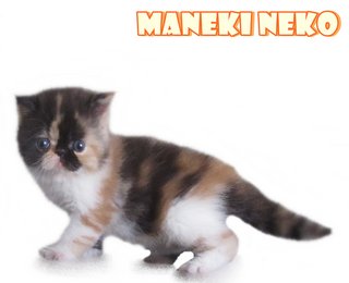 Maneki Neko (Reserved) - Exotic Shorthair Cat