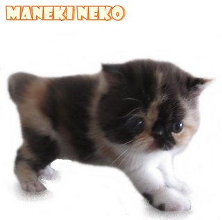 Maneki Neko (Reserved) - Exotic Shorthair Cat