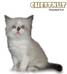 Chestnuts - Ragdoll Cat