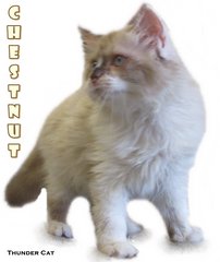 Chestnuts - Ragdoll Cat