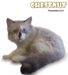 Chestnuts - Ragdoll Cat