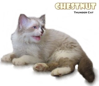 Chestnuts - Ragdoll Cat