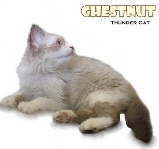 Chestnuts - Ragdoll Cat