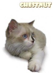 Chestnuts - Ragdoll Cat