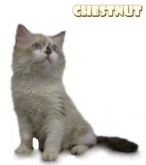 Chestnuts - Ragdoll Cat