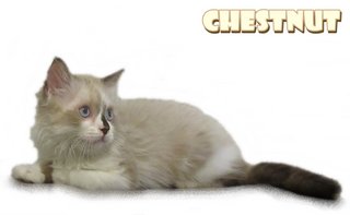 Chestnuts - Ragdoll Cat