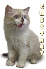 Chestnuts - Ragdoll Cat