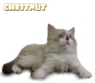 Chestnuts - Ragdoll Cat