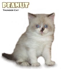 Peanuts - Ragdoll Cat