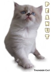 Peanuts - Ragdoll Cat