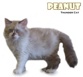 Peanuts - Ragdoll Cat