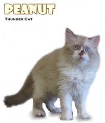 Peanuts - Ragdoll Cat