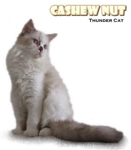 Cashewnut - Ragdoll Cat