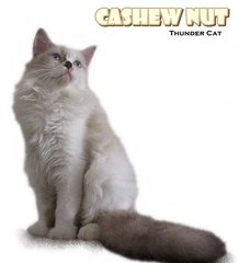 Cashewnut - Ragdoll Cat