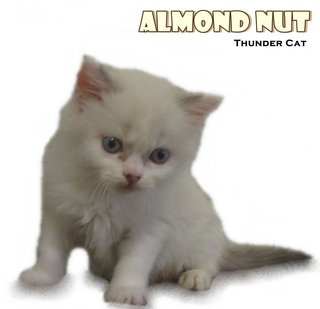 Almond Nut - Ragdoll Cat