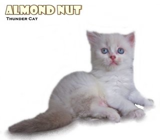 Almond Nut - Ragdoll Cat