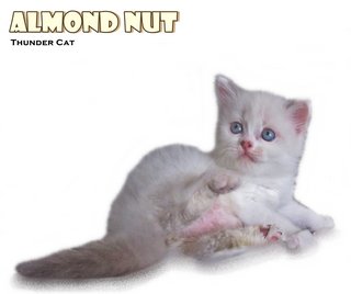 Almond Nut - Ragdoll Cat