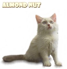 Almond Nut - Ragdoll Cat