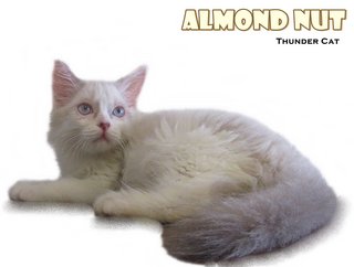 Almond Nut - Ragdoll Cat