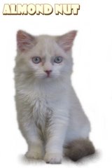 Almond Nut - Ragdoll Cat