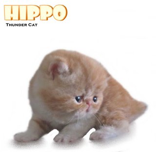 Hippo (Cream Blotched Tabby White) - Exotic Shorthair Cat