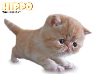 Hippo (Cream Blotched Tabby White) - Exotic Shorthair Cat