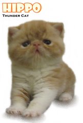 Hippo (Cream Blotched Tabby White) - Exotic Shorthair Cat