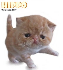 Hippo (Cream Blotched Tabby White) - Exotic Shorthair Cat