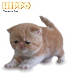 Hippo (Cream Blotched Tabby White) - Exotic Shorthair Cat