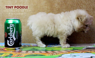 Tiny Poodle Male - Poodle Dog