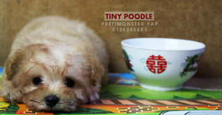 Tiny Poodle Male - Poodle Dog