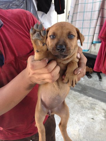 2 Sister Puppies - Mixed Breed Dog