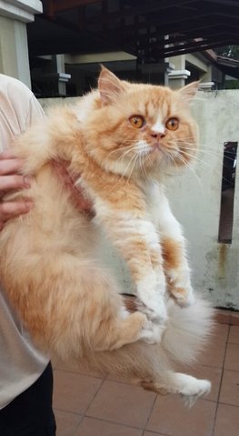 Bumble Bee - Persian Cat