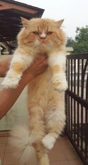 Bumble Bee - Persian Cat