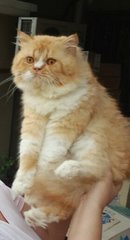 Bumble Bee - Persian Cat