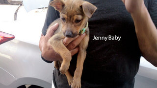 Jenny-baby - Mixed Breed Dog