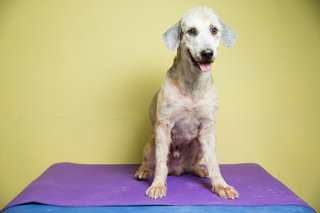 Nikolai  - Terrier + Poodle Dog