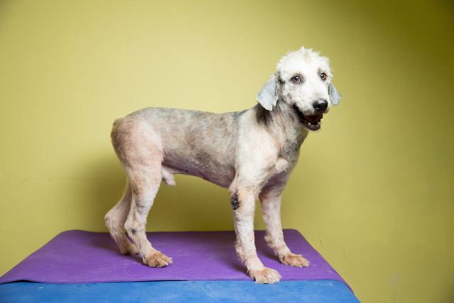 Nikolai  - Terrier + Poodle Dog
