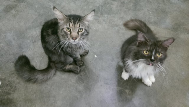 2 Maine Coon - Maine Coon Cat