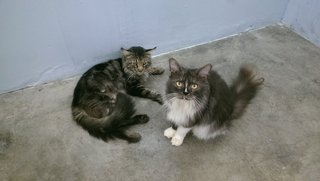 2 Maine Coon - Maine Coon Cat