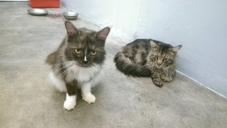 2 Maine Coon - Maine Coon Cat